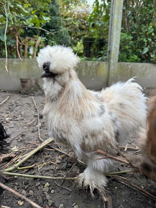 Zijdehoen Haan, Dieren en Toebehoren, Pluimvee, Kip, Mannelijk