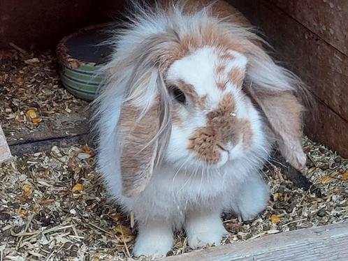 Hangoor konijntje, Dieren en Toebehoren, Konijnen, Dwerg, Vrouwelijk, 0 tot 2 jaar, Hangoor
