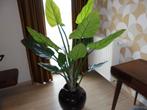 nepplant, Maison & Meubles, Plantes d'intérieur, Enlèvement, Autres espèces, En pot, 100 à 150 cm