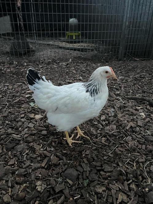 Sussex legkippen, Dieren en Toebehoren, Pluimvee