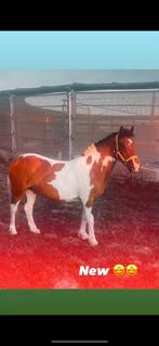 Brave pony, Dieren en Toebehoren, Merrie, Recreatiepony, D pony (1.37m tot 1.48m), Gechipt