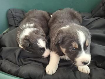 Australische pups Zwart-Wit beschikbaar voor biedingen