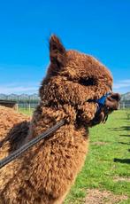 Alpaca hengst