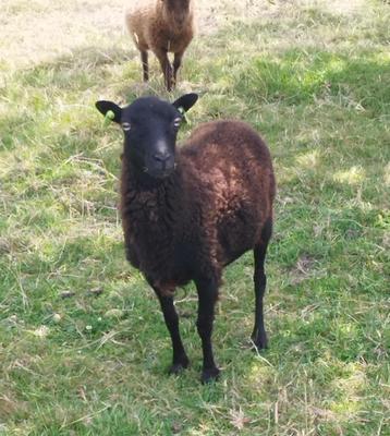 Quessant ooi, Femelle, Mouton, 0 à 2 ans