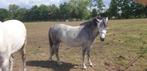 Pony, Dieren en Toebehoren, Pony's, Merrie, Gechipt, Springpony, Zadelmak