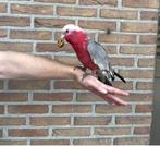 Tamme  rose Kakatoe beschikbaar, Dieren en Toebehoren, Vogels | Parkieten en Papegaaien, Geslacht onbekend, Papegaai, Pratend