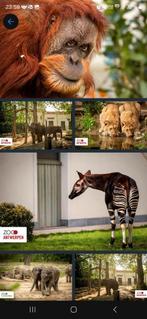 Zoo antwerpen tickets. PRIJS is voor 2 personen, Tickets en Kaartjes