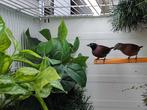 Wijnrode amarant, Dieren en Toebehoren, Vogels | Overige Vogels, Meerdere dieren, Tropenvogel, Geringd