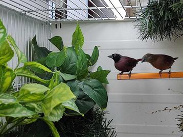 Wijnrode amarant, Dieren en Toebehoren, Vogels | Overige Vogels, Meerdere dieren, Tropenvogel, Geringd