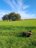 Weide te koop aarsele/kanegem