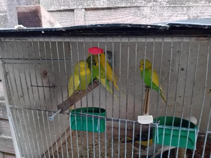 Grasparkieten, Dieren en Toebehoren, Vogels | Parkieten en Papegaaien, Parkiet, Geringd