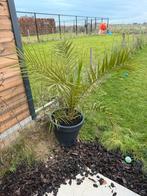 Dadelpalm met pot, Tuin en Terras, Ophalen