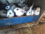 Nest konijnen, Dieren en Toebehoren, Konijnen, Meerdere dieren, Groot, 0 tot 2 jaar