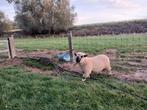 Dieren schapen, Februari, Mannelijk