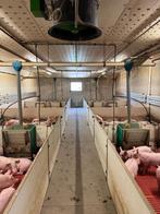 Biggenstal 2014 [204], Dieren en Toebehoren, Schapen, Geiten en Varkens