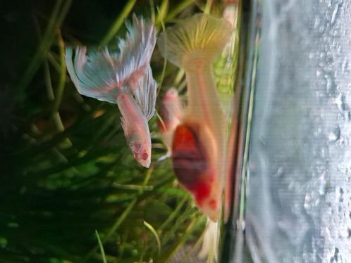 Zeldzame albino glass belly x sky blue guppy, Dieren en Toebehoren, Vissen | Aquariumvissen, Zoetwatervis, Vis