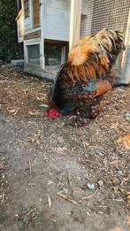 brahma haan goud zwartgezoomd, Mannelijk, Kip