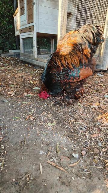 brahma haan goud zwartgezoomd  beschikbaar voor biedingen