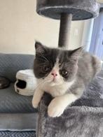 kittens Еcotic korthaar, Dieren en Toebehoren, Katten en Kittens | Raskatten | Korthaar, Kater, Gechipt, 0 tot 2 jaar