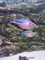 Vier blauwe regenboogvissen van 8cm, Dieren en Toebehoren, Vis, Zoetwatervis, Schoolvis