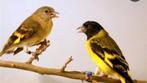 Koppel zwartkopsijzen., Animaux & Accessoires, Oiseaux | Oiseaux Autre