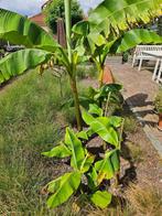 Bananenplanten, Ophalen, Winter