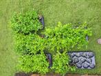 ILEX CRENATA 'LUXUS' 50 stuks ca 10 cm, Jardin & Terrasse, Plantes | Arbustes & Haies, Moins de 100 cm, Enlèvement, Autres espèces