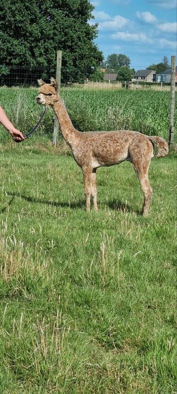 Alpaca professionele scheerder

20 jaar ervaring, Dieren en Toebehoren