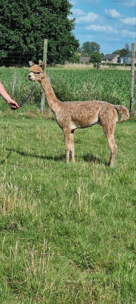 Alpaca professionele scheerder

20 jaar ervaring, Dieren en Toebehoren, Overige Dieren