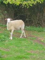 2 Belgische melkschapen (ooien)  te koop 1 jaar oud, Dieren en Toebehoren, Schapen, Geiten en Varkens, Vrouwelijk, Schaap, 0 tot 2 jaar