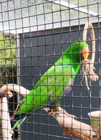 Edelpapegaai, Dieren en Toebehoren, Vogels | Parkieten en Papegaaien, Mannelijk, Papegaai
