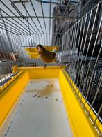 Portegese harlekijn 2025 (11), Dieren en Toebehoren, Mannelijk, Kleurkanarie