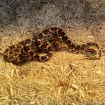 Korenslang Baby 'Extreme Okeetee' (Pantherophis guttatus)