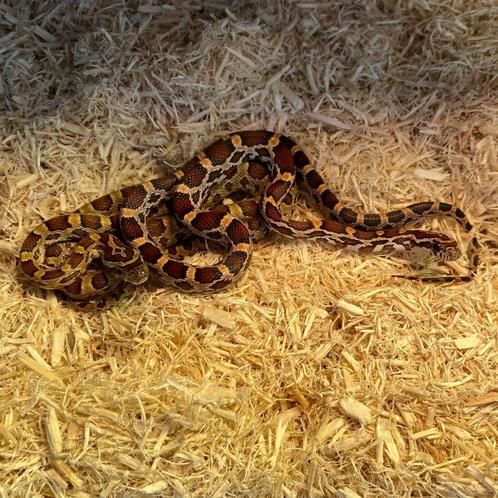 Korenslang Baby 'Extreme Okeetee' (Pantherophis guttatus), Dieren en Toebehoren, Reptielen en Amfibieën