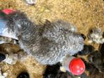Kweektoom usa zijdehoen zwart koekoek, Dieren en Toebehoren, Pluimvee