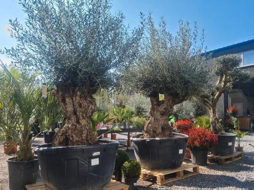 Olijfboom Olea Europaea Bonsai, Tuin en Terras, Planten | Bomen, Olijfboom, Ophalen