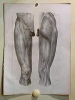 Lithographie du XIXe siècle par NH Jacob - La jambe, Envoi