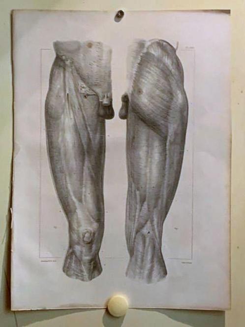 Lithographie du XIXe siècle par NH Jacob - La jambe, Antiquités & Art, Art | Eaux-fortes & Gravures, Envoi