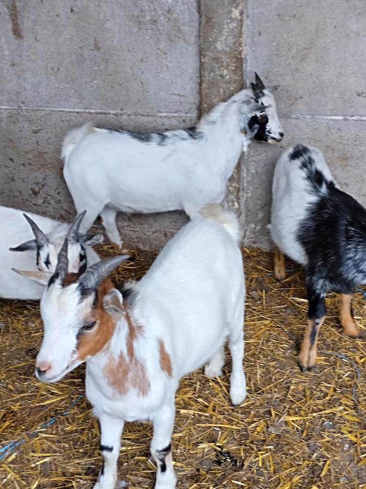 Dwerg geiten, Dieren en Toebehoren, Schapen, Geiten en Varkens