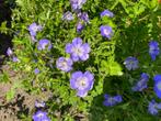 Geranium Rozanne, Tuin en Terras, Ophalen of Verzenden, Vaste plant