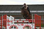 Springpaard / crosspaard, Dieren en Toebehoren, Merrie, Springpaard