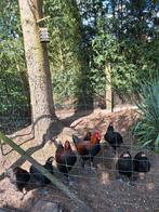 Broedeieren van marans zwart koprhals, Dieren en Toebehoren