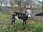 Te koop super mooie bonte ezel., Dieren en Toebehoren, Hengst, B pony (1.17m tot 1.27m), Gechipt, 3 tot 6 jaar
