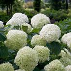 hydrangea annabelle, Ophalen, Zomer, Vaste plant, Halfschaduw