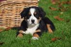 Berner Sennen x Border collie pups, België, 8 tot 15 weken, Meerdere, Meerdere dieren