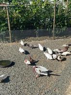 Duiven te koop, Meerdere dieren, Overige soorten