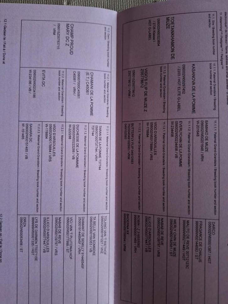 3 jaarige BWP ruin, Dieren en Toebehoren, Paarden, Ruin, Onbeleerd, 170 tot 175 cm, 3 tot 6 jaar, Springpaard, Met stamboom, Gechipt