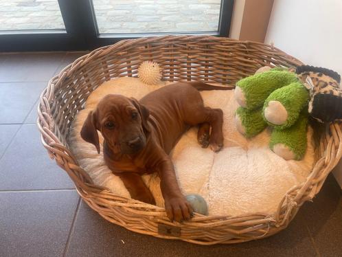 Zeer mooie Rhodesian Ridgeback-puppy's, Dieren en Toebehoren, Honden | Beagles, Bassets en Lopende honden, Meerdere dieren, Overige rassen