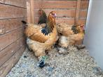 3 brahma buff zwart columbia hennen, Dieren en Toebehoren, Pluimvee