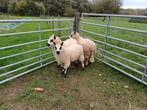 Jonge dekrammen kerry hill, Dieren en Toebehoren, Schapen, Geiten en Varkens